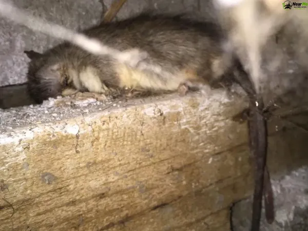 Dead Rat Removal Goolman